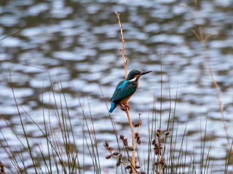 野鳥撮影 カワセミ 野鳥撮影 カワセミの写真