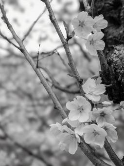 桜 桜,白黒,モノクロの写真素材