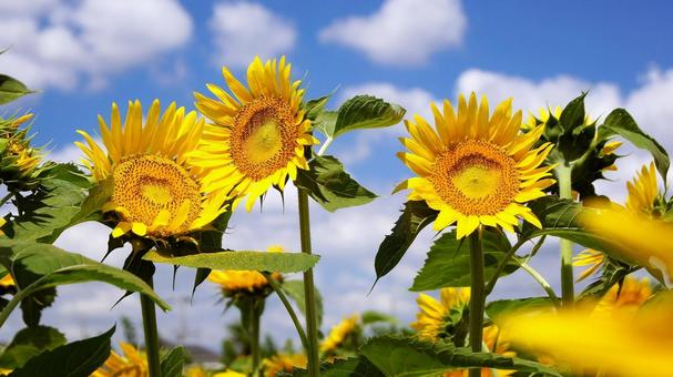 Sunflower-151, JPG Sunflower-151, JPG