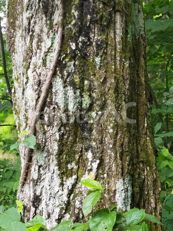 木の幹の写真素材 植物,自然,木の写真素材