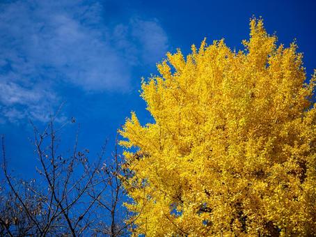 秋の空と色づいた銀杏 銀杏,イチョウ,晩秋の写真素材