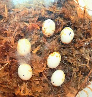 Photo, cana snake, egg, reptiles, 