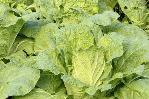 畑の白菜 白菜,畑,野菜の写真素材