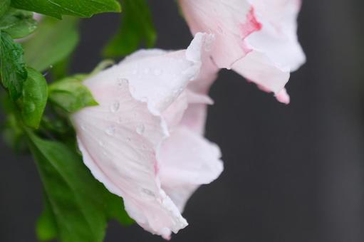 梅雨 梅雨の写真