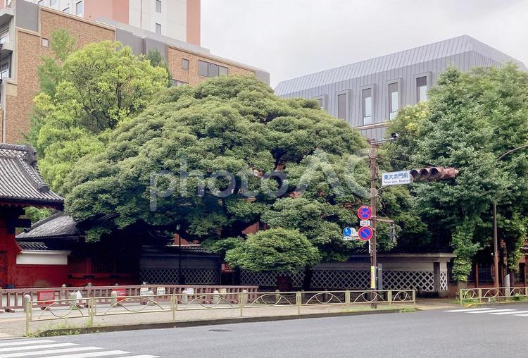 東京風景・文京区本郷 本郷,文京区,信号機の写真素材