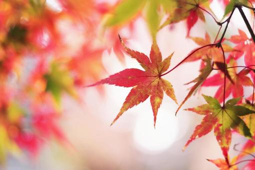 色鮮やかな秋の紅葉 色鮮やかな秋の紅葉の写真