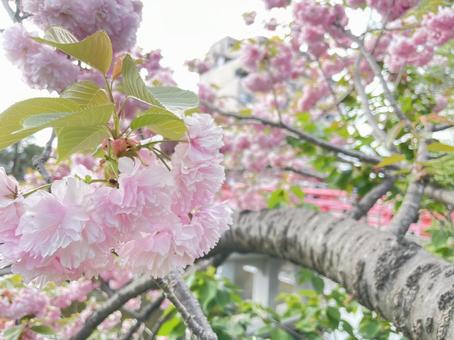 柔らかい日差しの八重桜 柔らかい日差しの八重桜の写真
