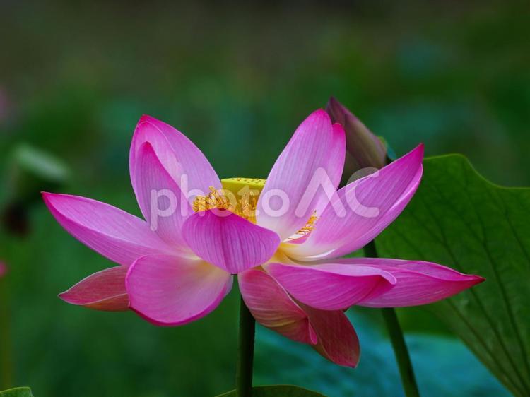 満開に咲き誇るの蓮池 蓮池,花畑,野外の写真素材