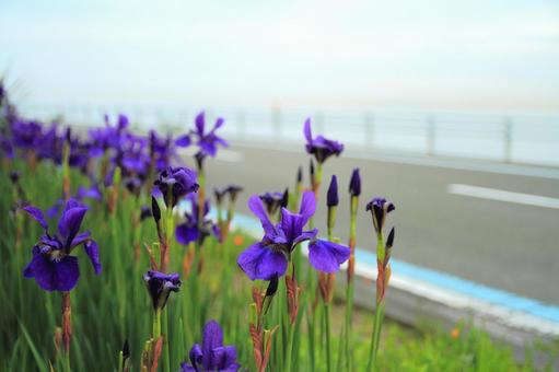 五月の花 五月の花の写真