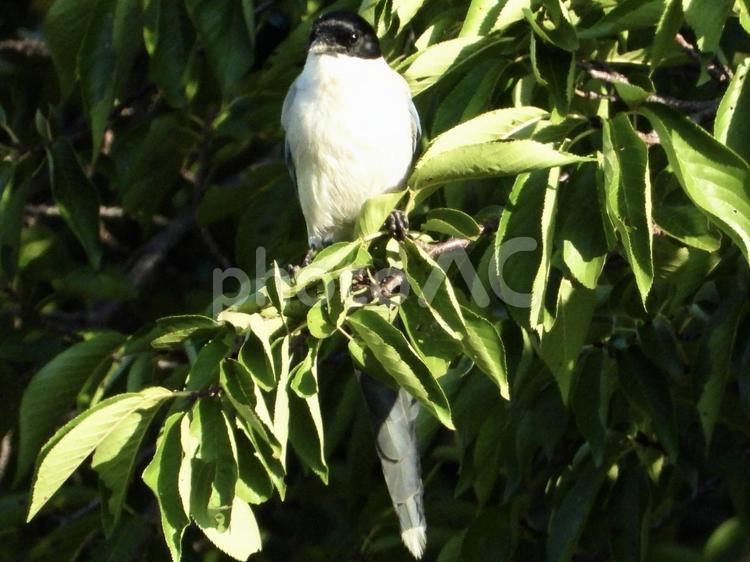 枝につかまるオナガ 鳥,野鳥,オナガの写真素材