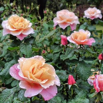 雨上がり、見頃の薔薇 雨上がり、見頃の薔薇 薔薇,バラ,花の写真素材