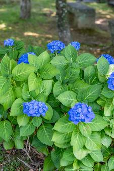 [Nagasaki City, Nagasaki Prefecture] Hydrangeas in Glover Garden, JPG