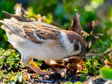地面を歩くスズメ 地面を歩くスズメ スズメ,雀,鳥の写真素材