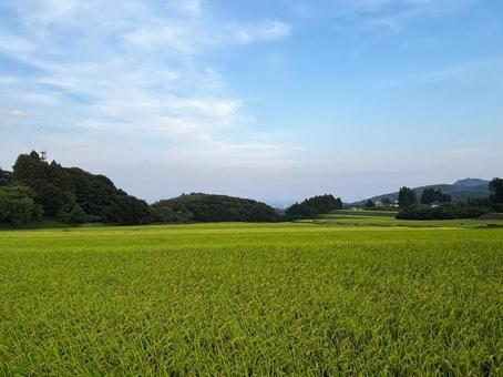 田舎の田んぼ 田んぼ,風景,景色の写真素材
