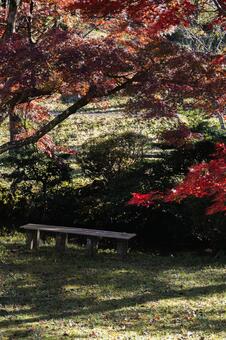 紅葉の木陰にある公園のベンチと木漏れ日 紅葉,もみじ,モミジの写真素材