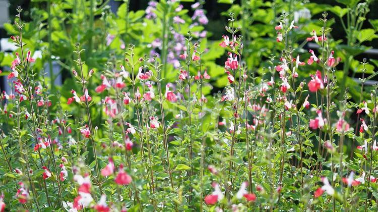 春の公園の小さな赤い花 赤い花,小さい花,公園の写真素材