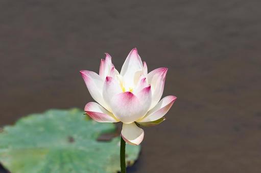 Lotus flower close-up, JPG Lotus flower close-up, JPG