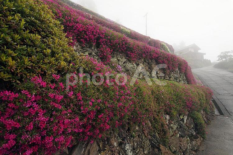 芝桜が咲く四国の山里 風景,景色,春の写真素材