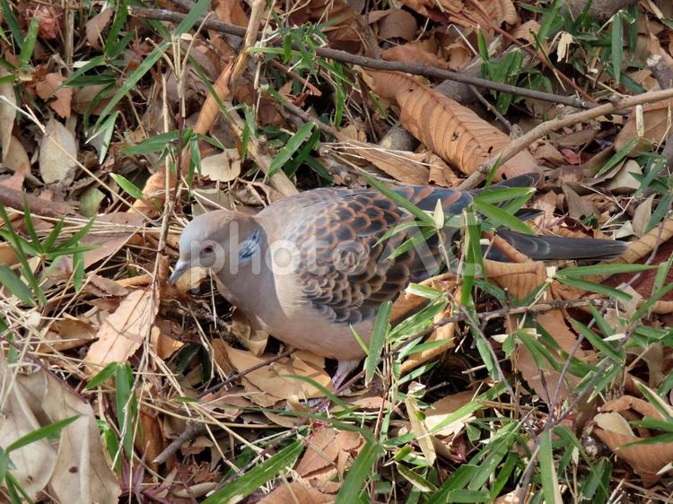 キジバト キジバト,ヤマバト,鳩の写真素材