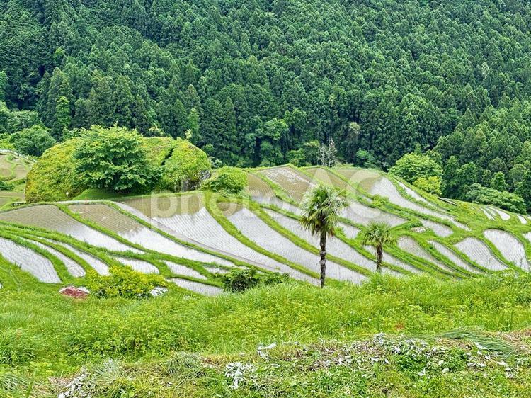 熊野　丸山千枚田 丸山千枚田,紀和町丸山地区,日本の棚田百選の写真素材