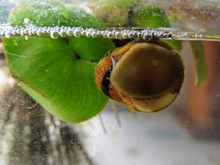 カノコガイ カノコガイ カノコガイ,貝,水槽の写真素材