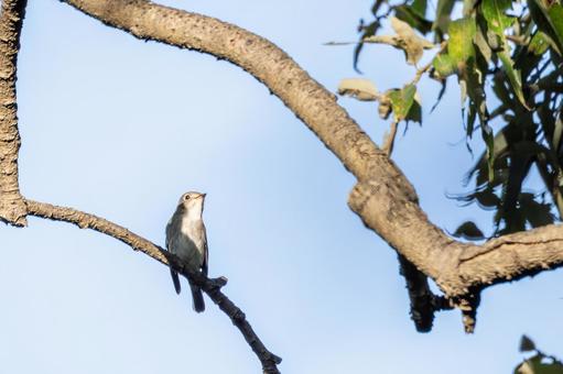 コサメビタキ⑾ コサメビタキ⑾ 鳥,コサメビタキ,野鳥の写真素材
