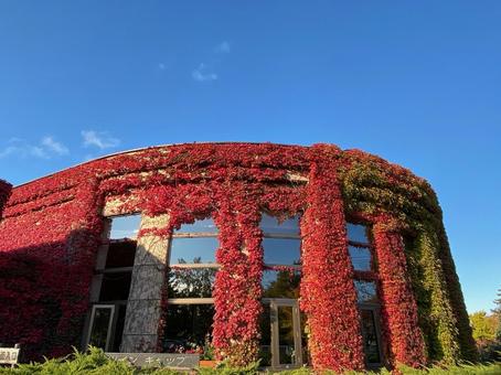 建物に這う紅葉 農試公園,公園,緑化大賞の写真素材