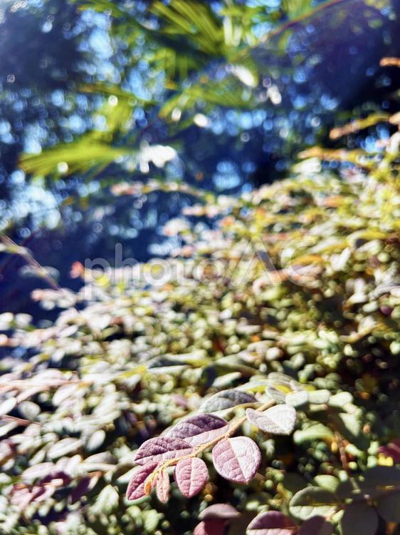 ほんのり色づいたトキワマンサクの葉 トキワマンサク,葉,赤の写真素材