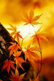 紅葉 紅葉の写真