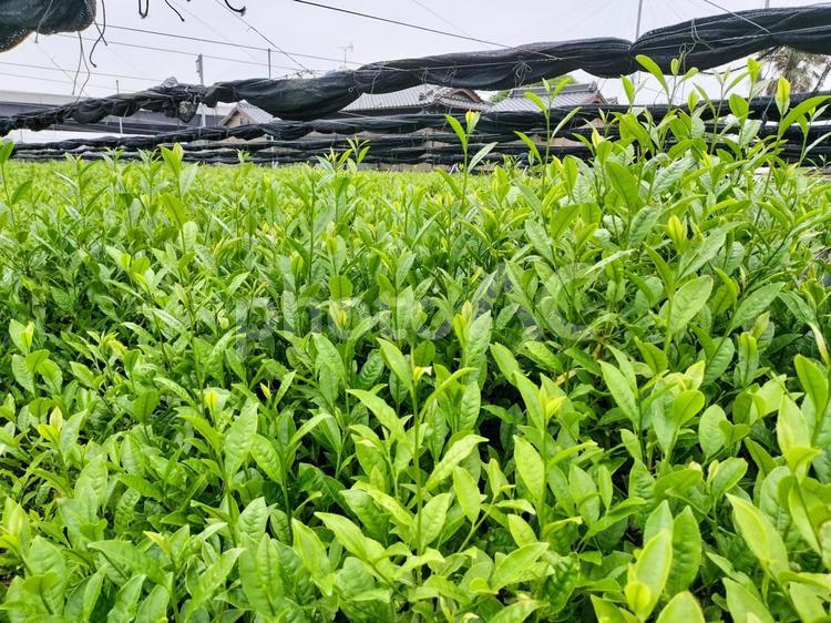 名産地、西尾の五月の茶畑 茶畑,西尾,茶葉の写真素材