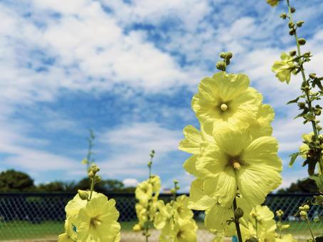 日を浴びるタチアオイの花と空模様 日を浴びるタチアオイの花と空模様 タチアオイ,花,フラワーの写真素材