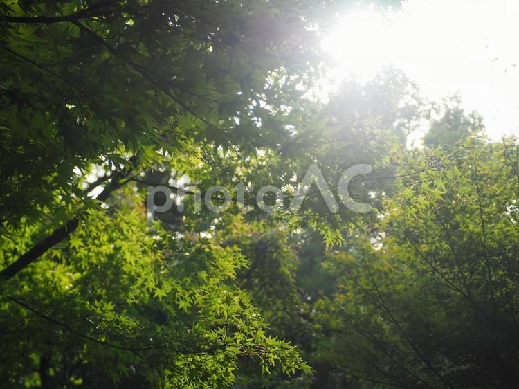 木漏れ日 木漏れ日,太陽,光の写真素材