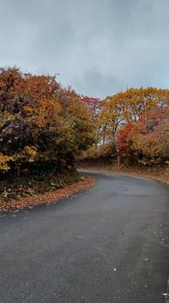 魚沼スカイラインの紅葉と道路 紅葉,道,山の写真素材