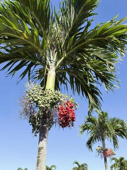 赤い実のついたヤシの木 ヤシの木,ビンロウ,赤い実の写真素材