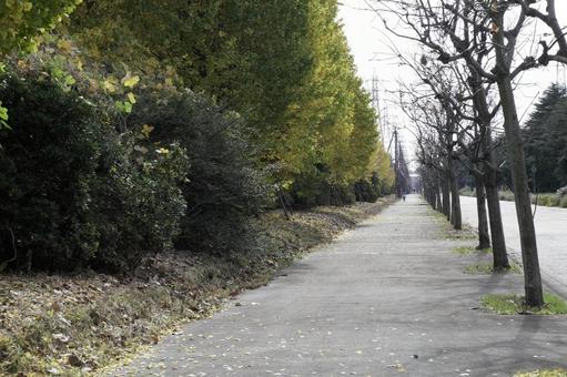 街路樹 街路樹の写真