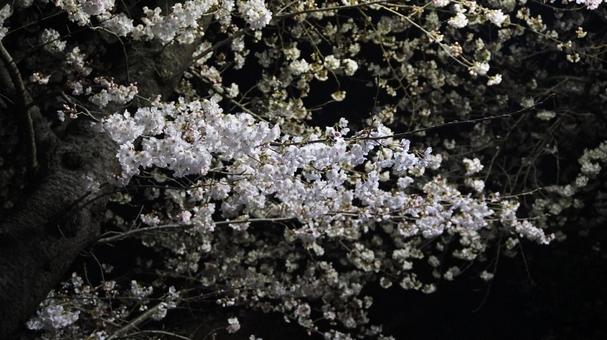 夜桜 夜桜の写真