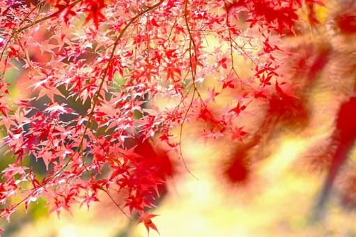逆光に輝く美しいモミジの紅葉 逆光に輝く美しいモミジの紅葉 紅葉,きれい,秋の写真素材