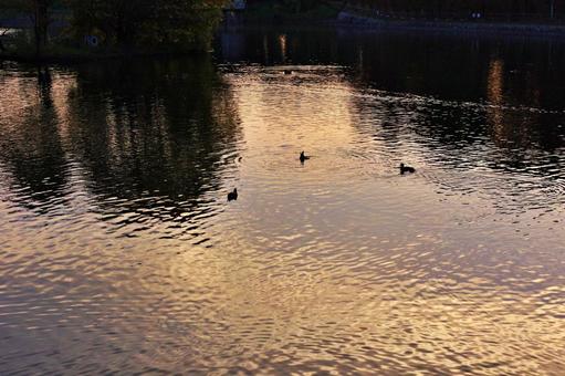 水鳥遊ぶ秋のたそがれの池 水鳥,カモ,野鴨の写真素材