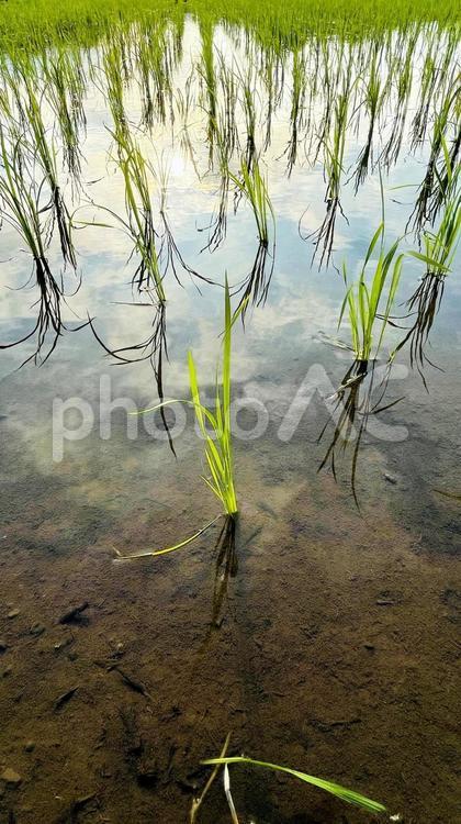 稲・田植え後1 初夏,稲,田んぼの写真素材
