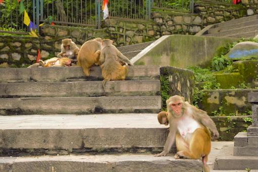 モンキーテンプルのサル　ネパール　２ スワヤンブナート,モンキーテンプル,サルの写真素材