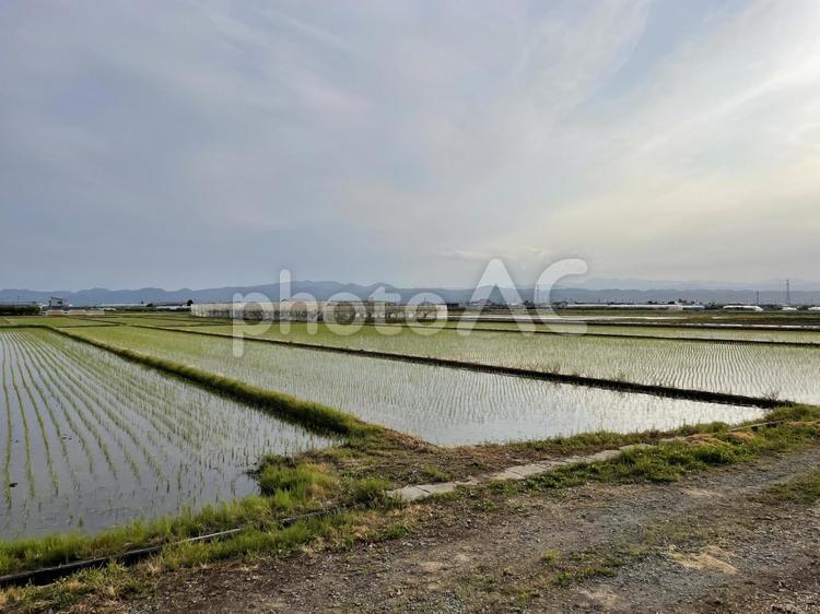 ５月の田植え 田んぼ,自然,緑の写真素材