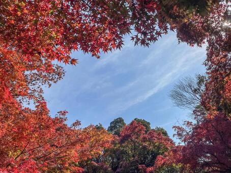 紅葉山公園11月：紅葉のフレーム 紅葉,モミジ,赤の写真素材