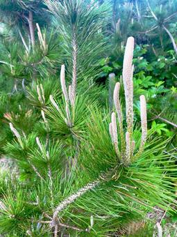 松 松,自然,背景の写真素材