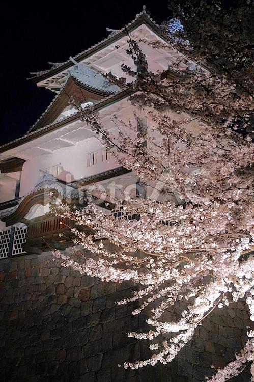 金沢城と夜桜　ライトアップ　春の夜景 金沢城,夜桜,石垣の写真素材