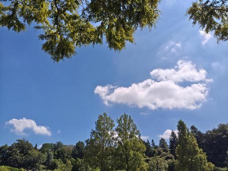 爽やかな夏の高原!木陰から臨む青空と雲 爽やかな夏の高原!木陰から臨む青空と雲の写真