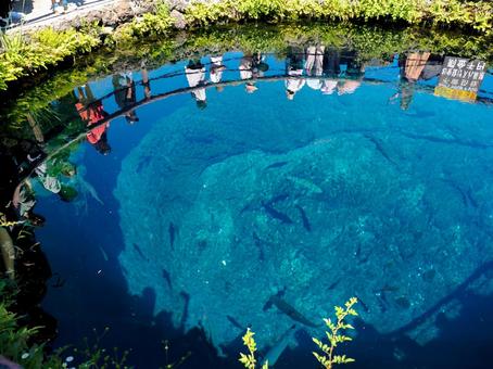 忍野八海 湧池 忍野八海 湧池 夏,池,忍野八海の写真素材