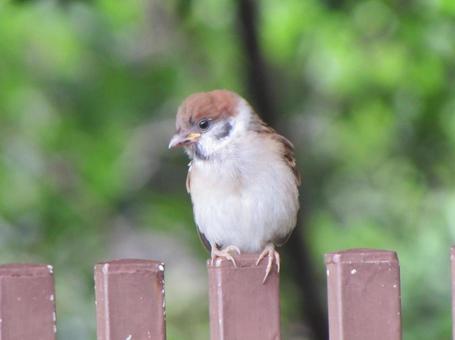 Sparrow a, JPG Sparrow a, JPG
