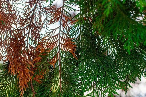 Photo, conifer, coniferous trees, fruit plants, 