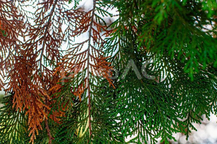 枯れかけたコニファー コニファー,針葉樹,球果植物の写真素材