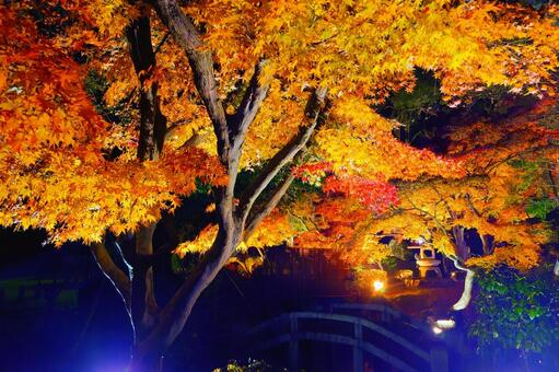 尾関山公園の紅葉ライトアップ 紅葉,もみじ,桜の写真素材